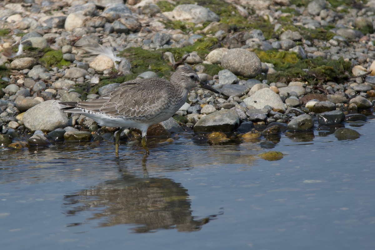 Red Knot - ML641415836