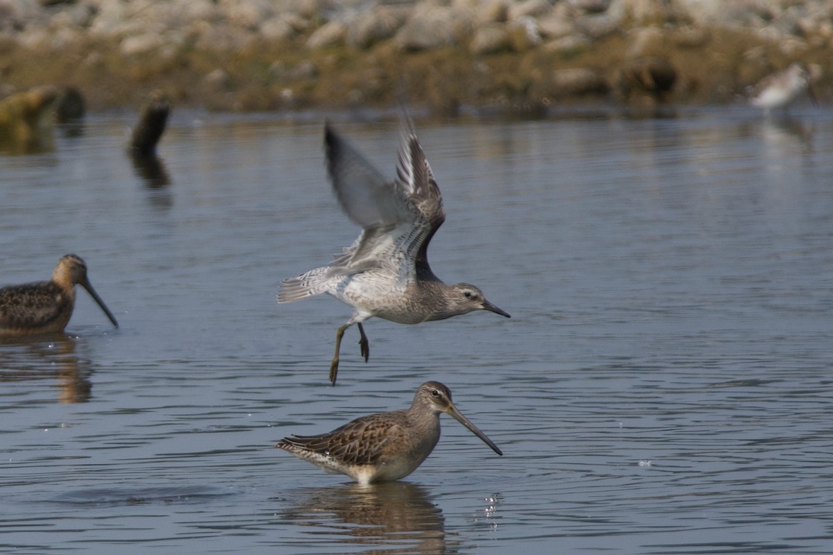Red Knot - ML641415840
