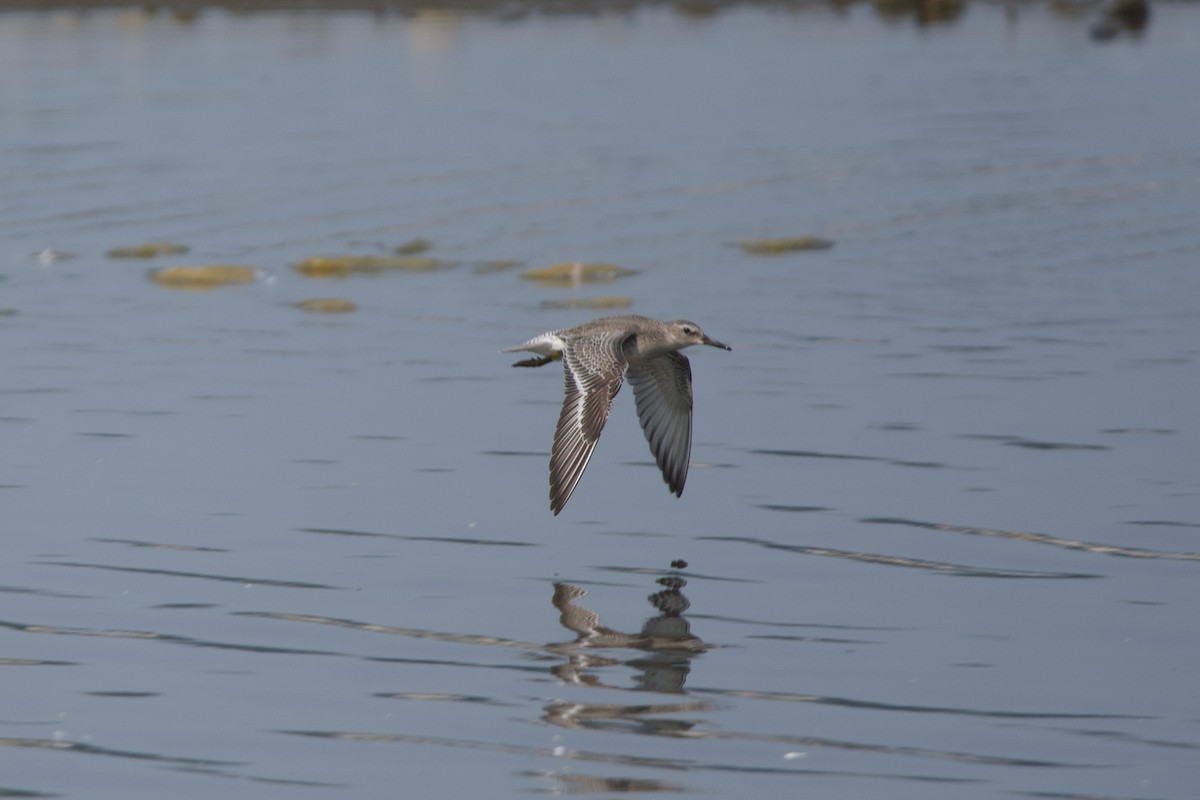 Red Knot - ML641415841