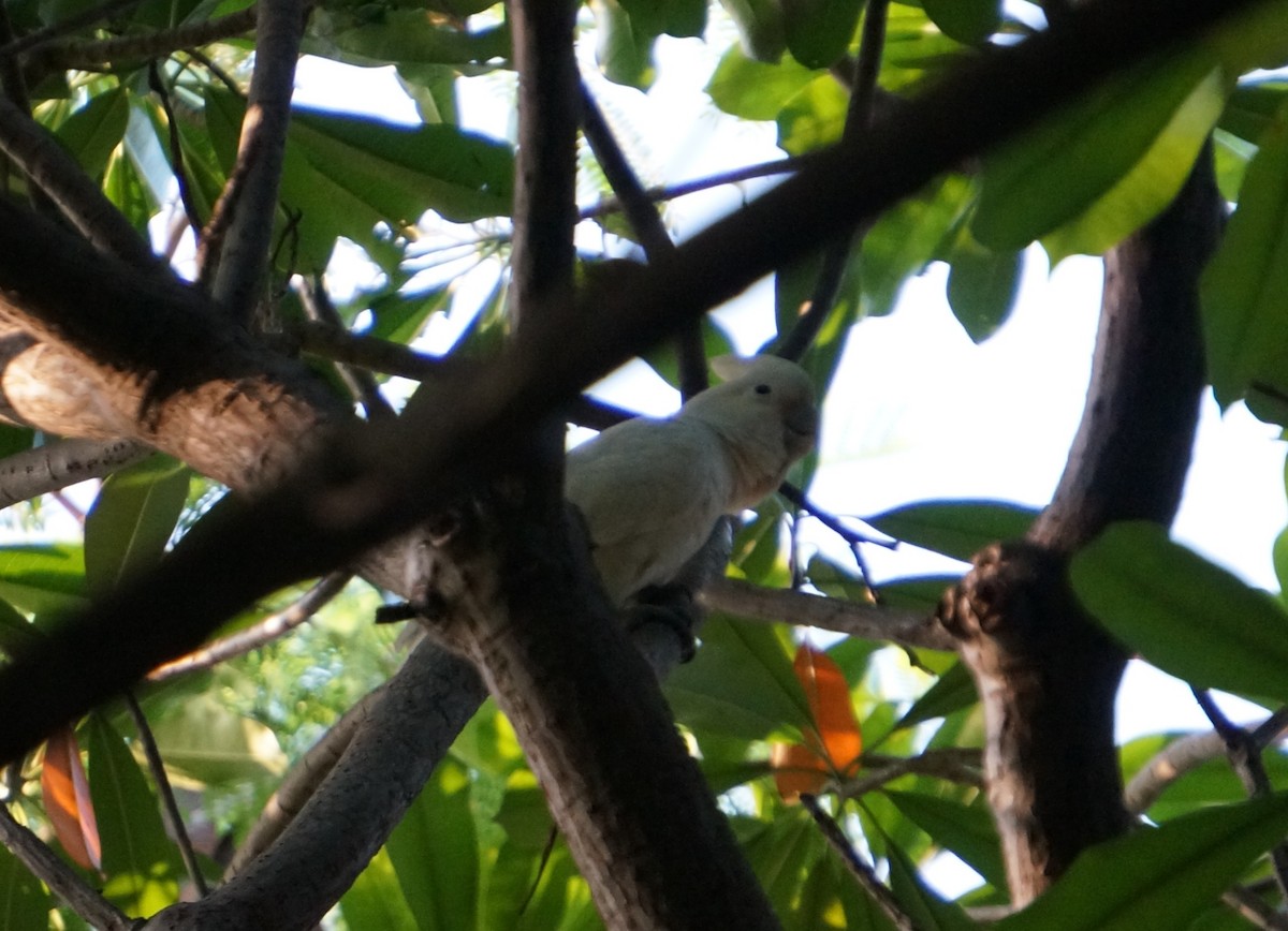 Tanimbar Corella - ML641415847