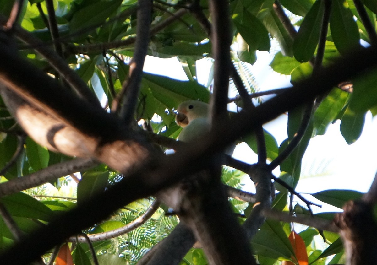 Tanimbar Corella - ML641415848
