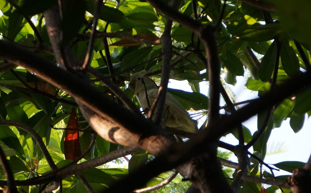 Tanimbar Corella - ML641415849