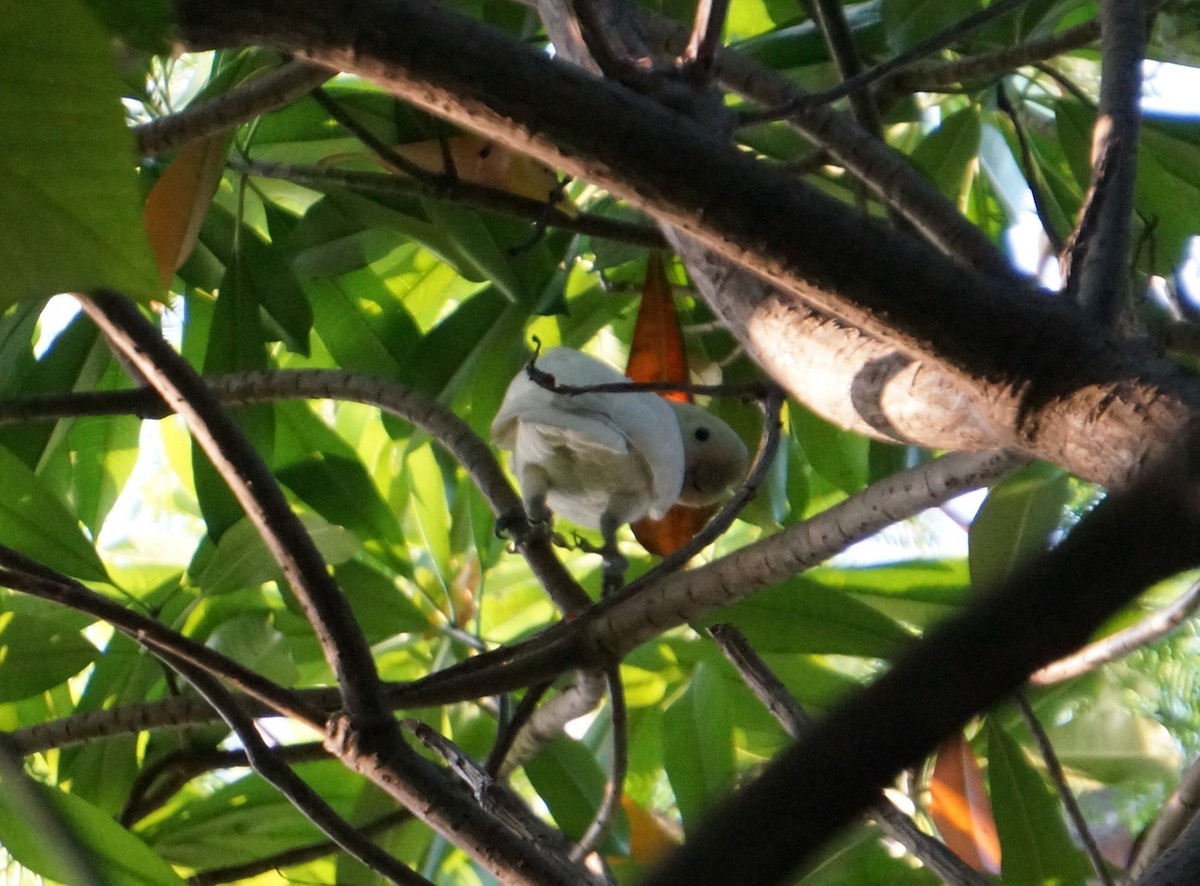 Tanimbar Corella - ML641415850