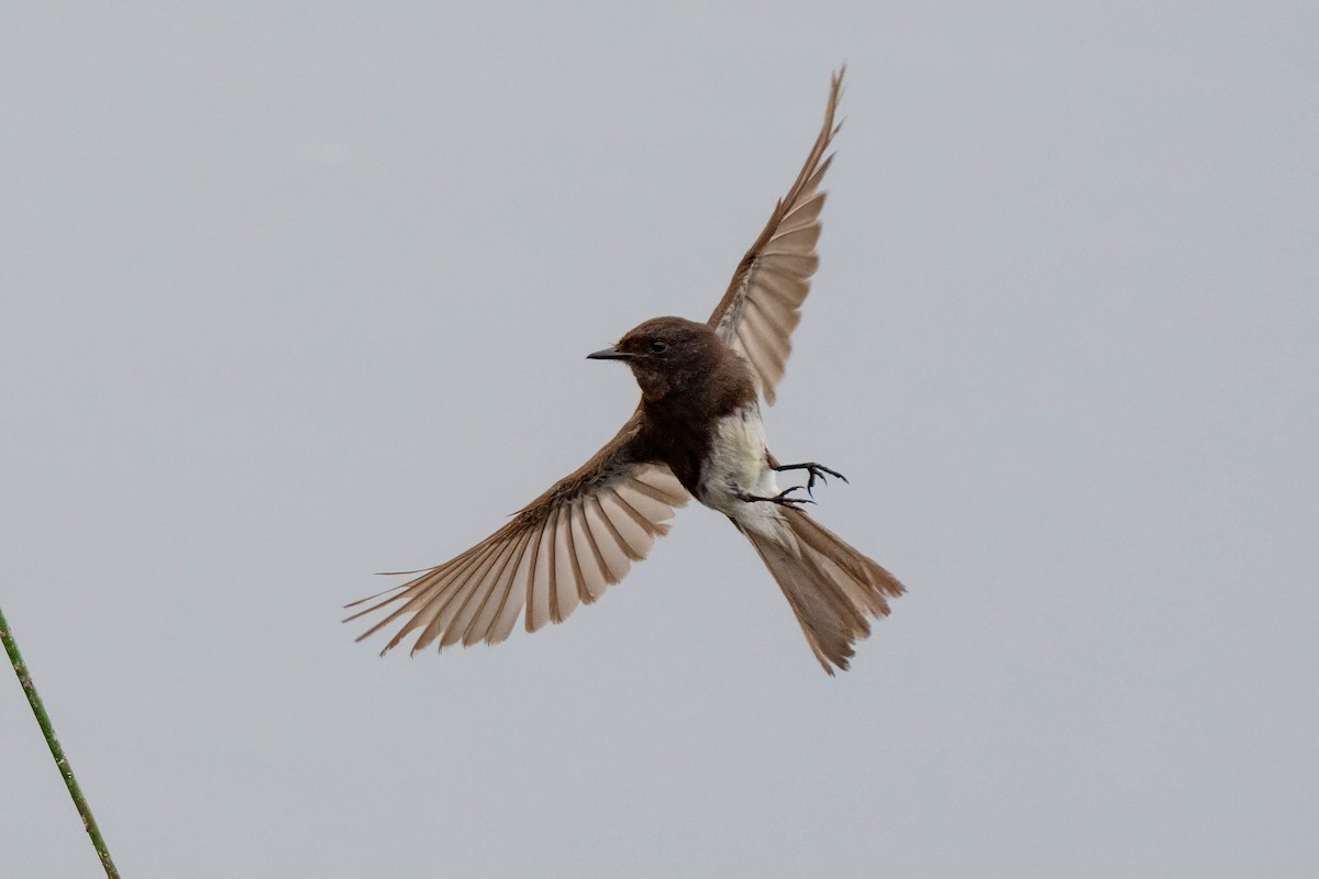 Black Phoebe - ML641415853