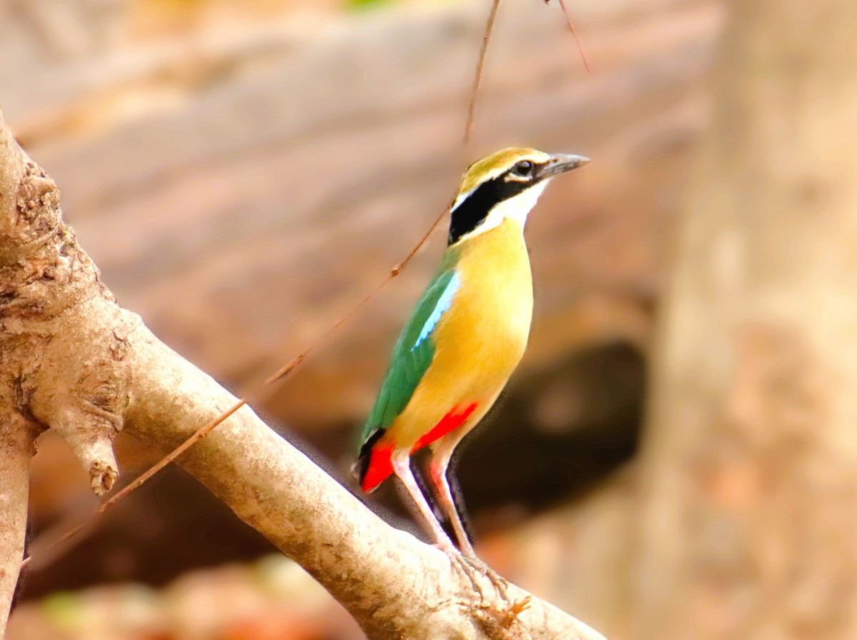 Indian Pitta - ML641415854