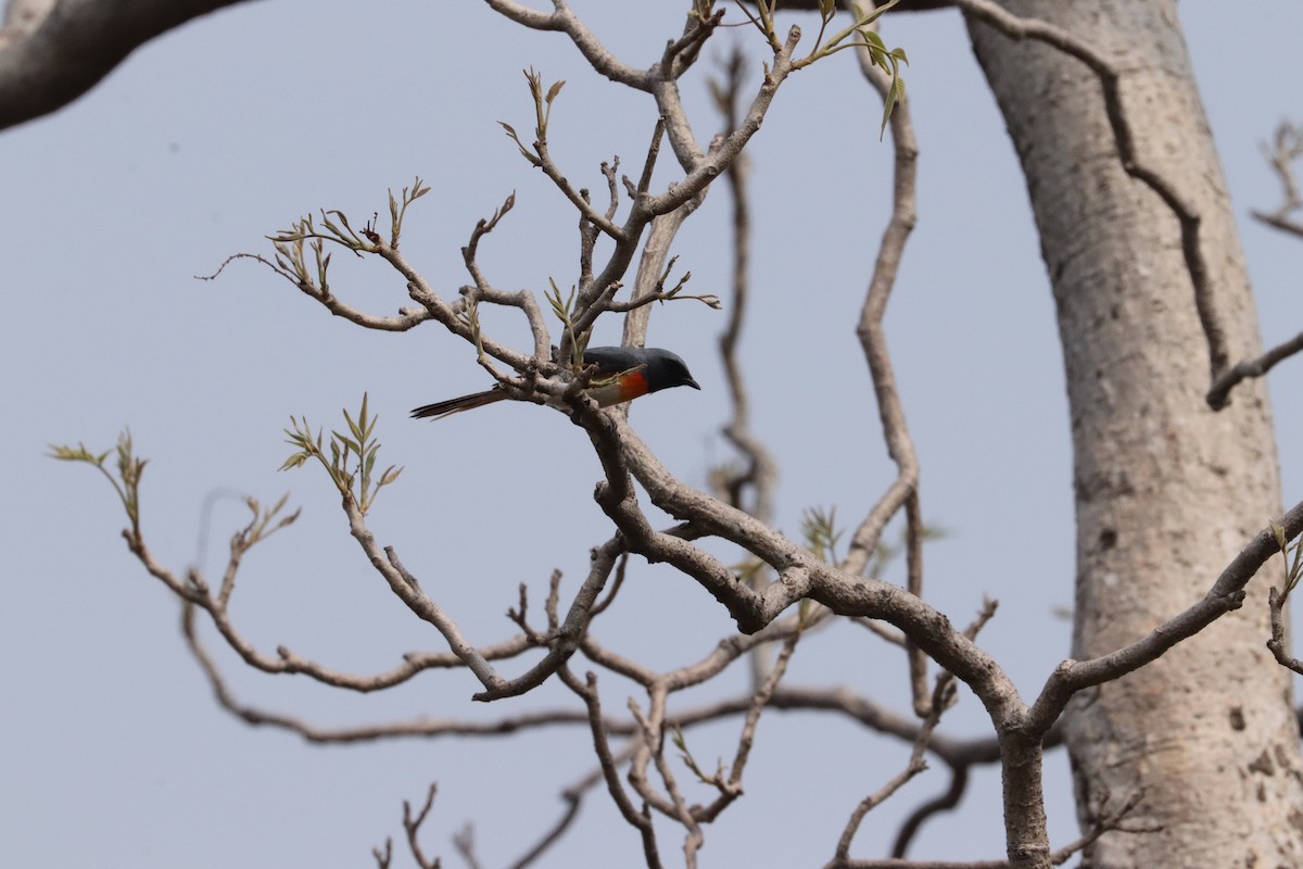 Pericrocotus sp. - ML641415874