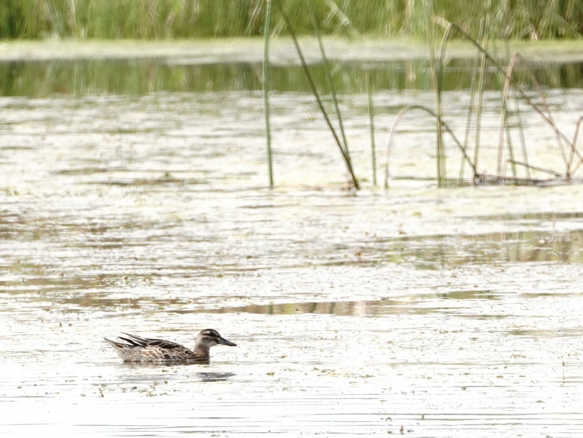 白眉鴨 - ML641415876