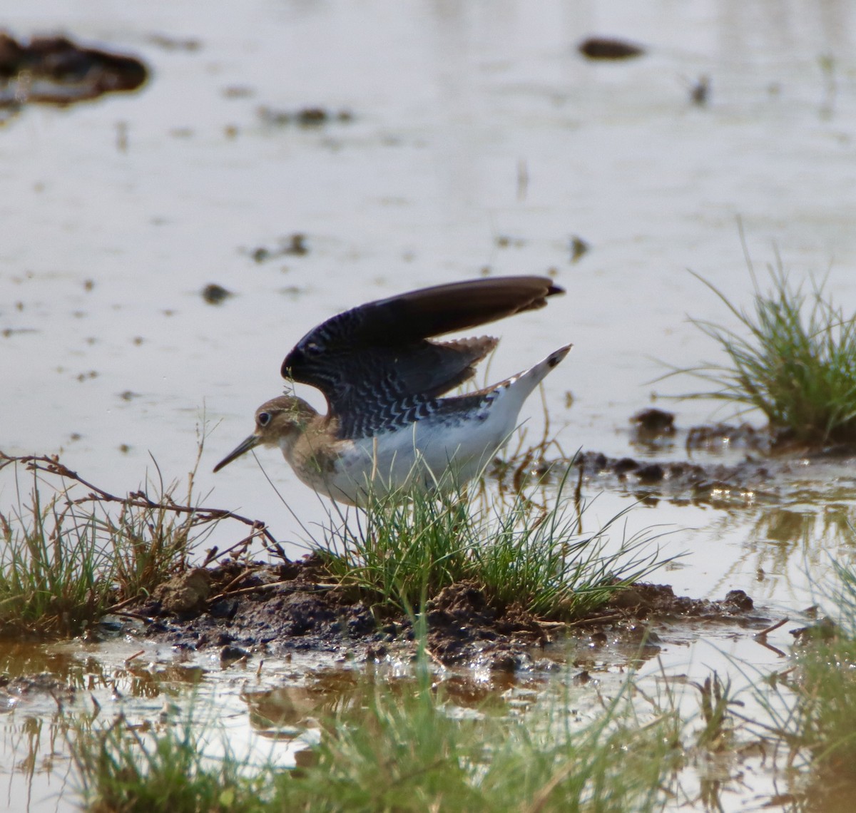 Solitary Sandpiper - ML641415877