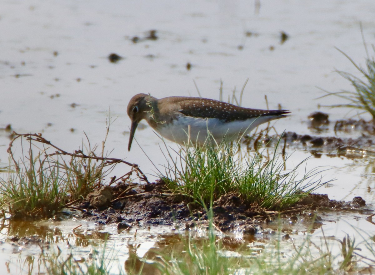 Solitary Sandpiper - ML641415878