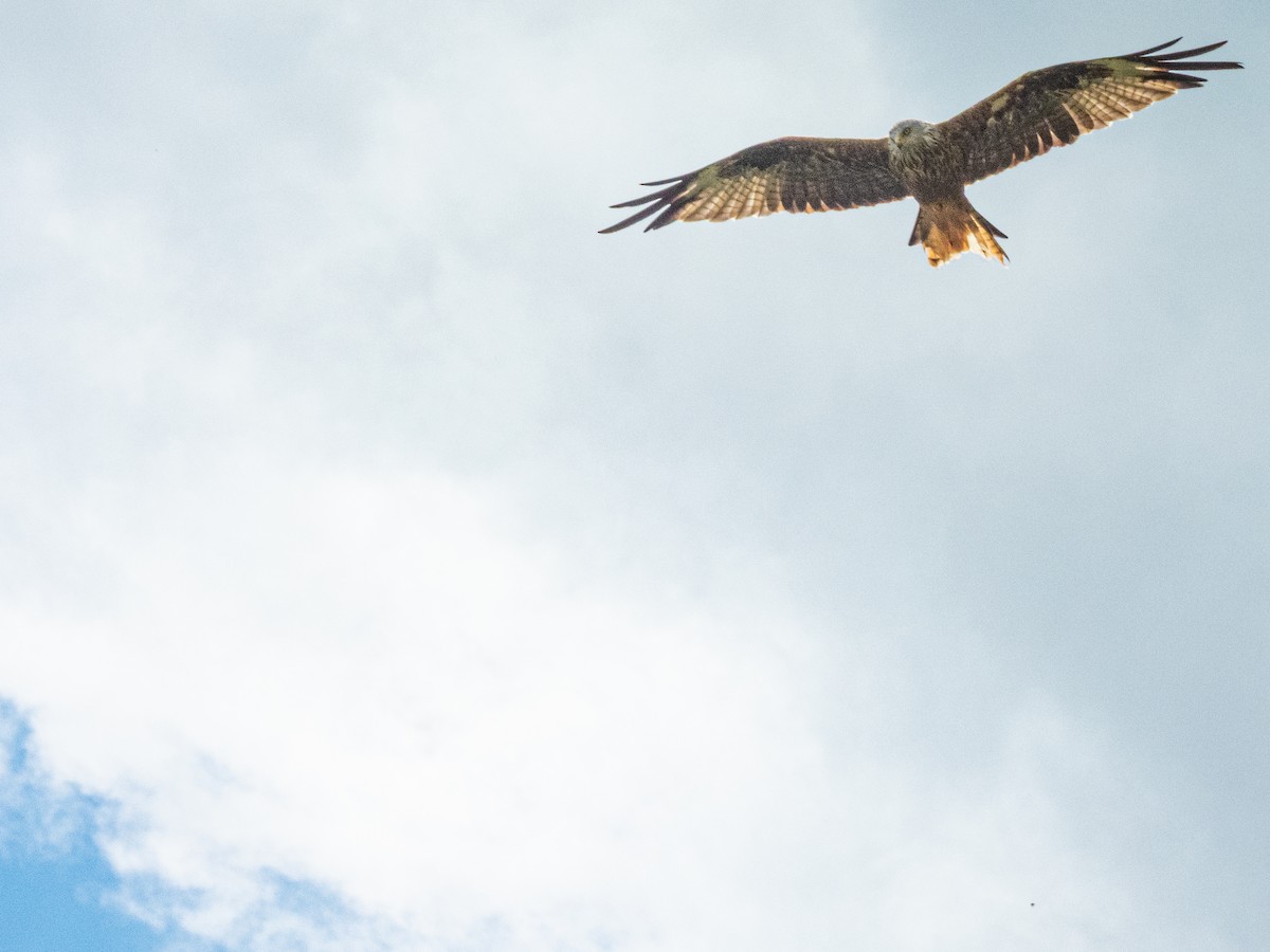 luňák červený - ML641415921