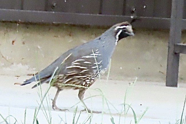 California Quail - ML641415926