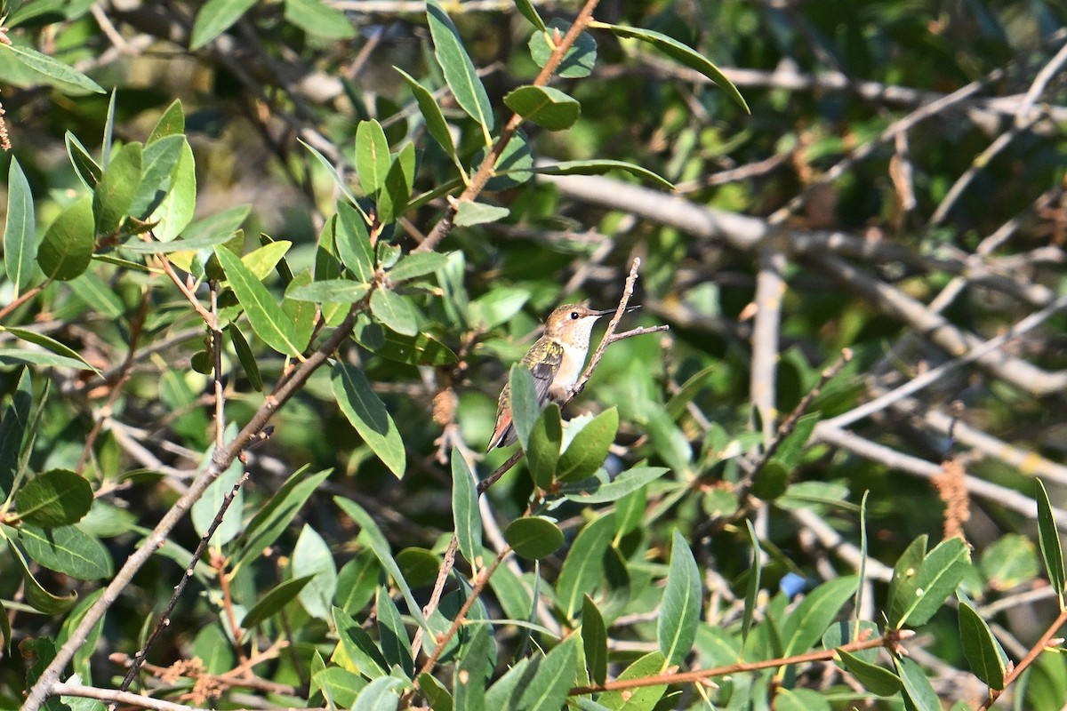 Rufous Hummingbird - ML641415932