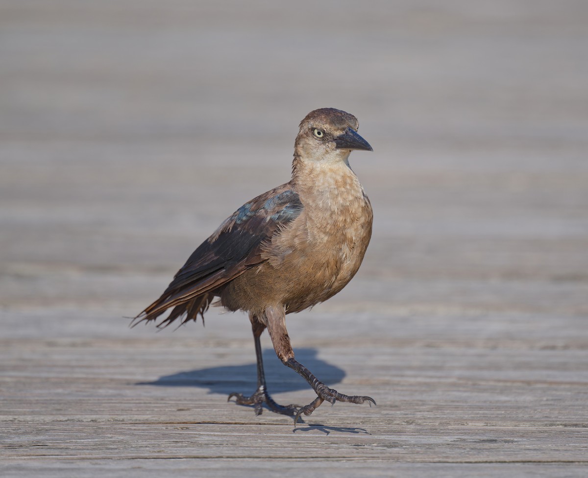 Great-tailed Grackle - ML641415933