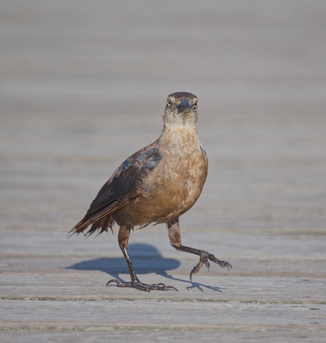 Great-tailed Grackle - ML641415934