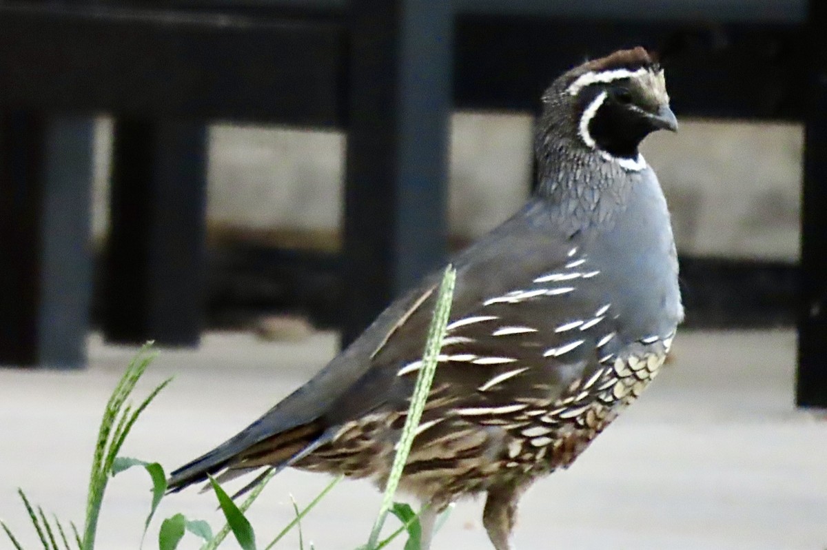 California Quail - ML641415938