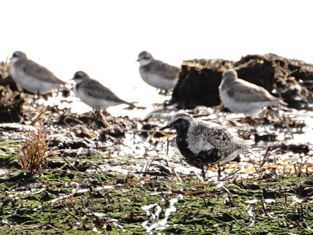 灰斑鴴 - ML641415939