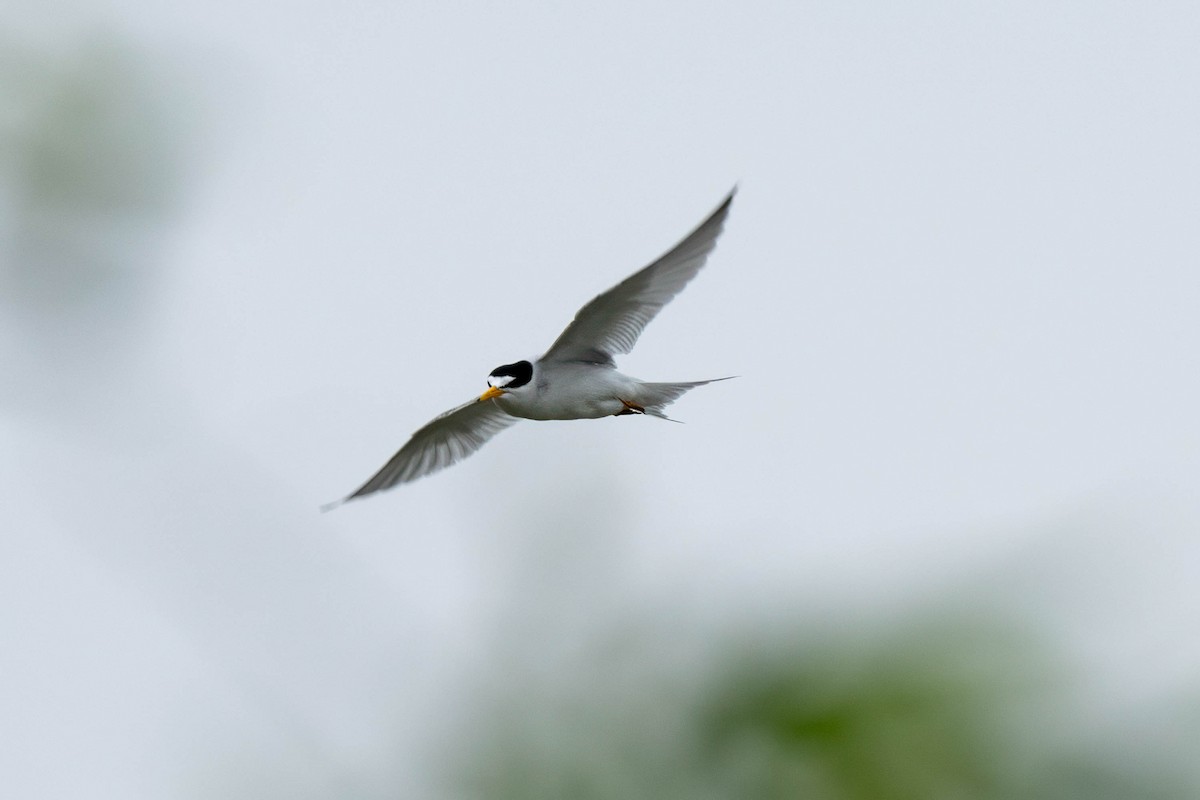 Least Tern - ML641415980
