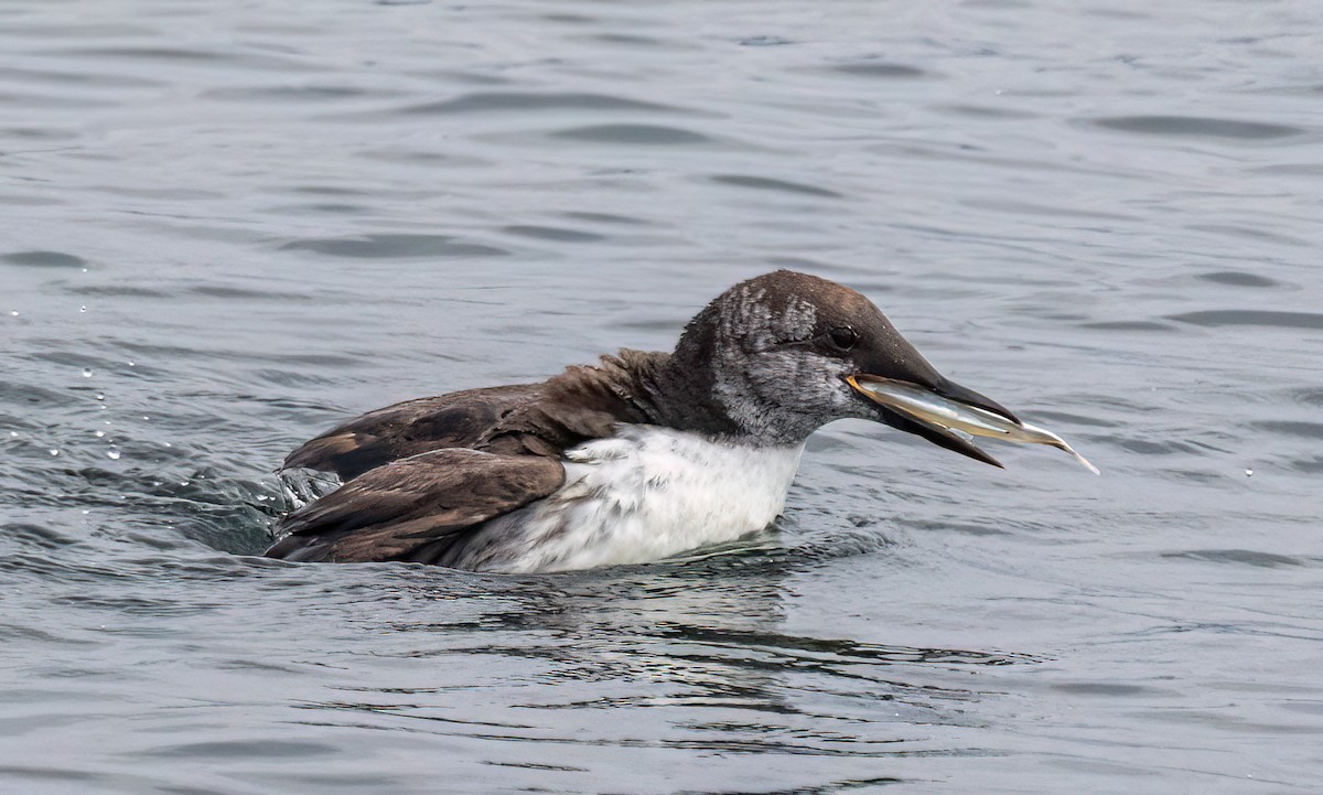Common Murre - ML641415984