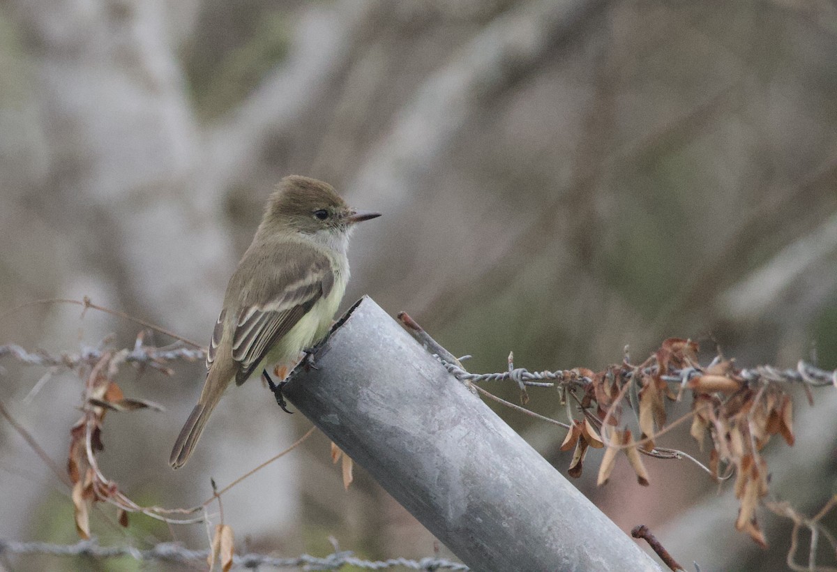 Galapagos Flycatcher - ML641415985