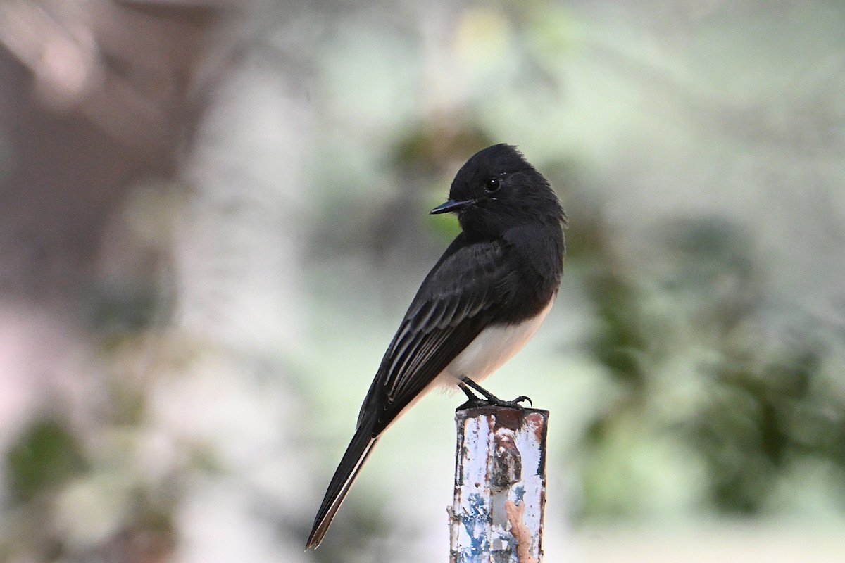 Black Phoebe - ML641415986