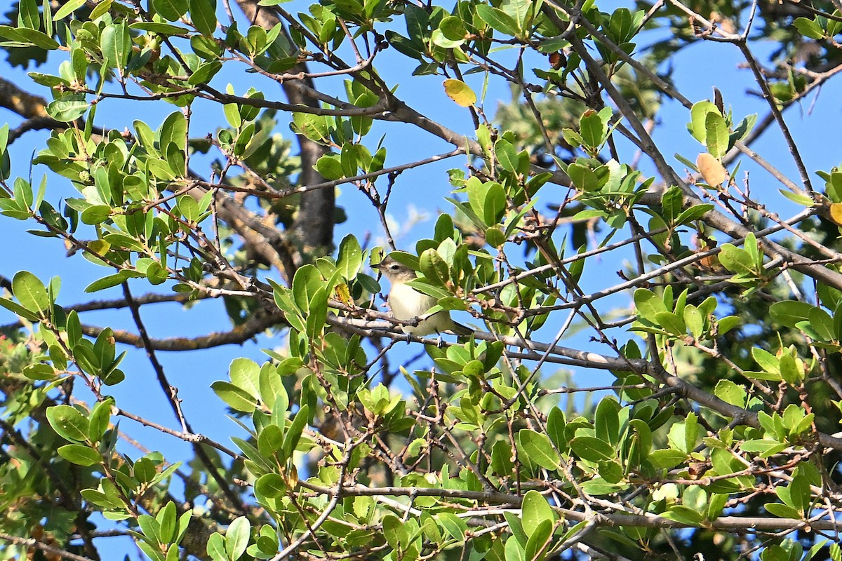 Warbling Vireo - ML641415999