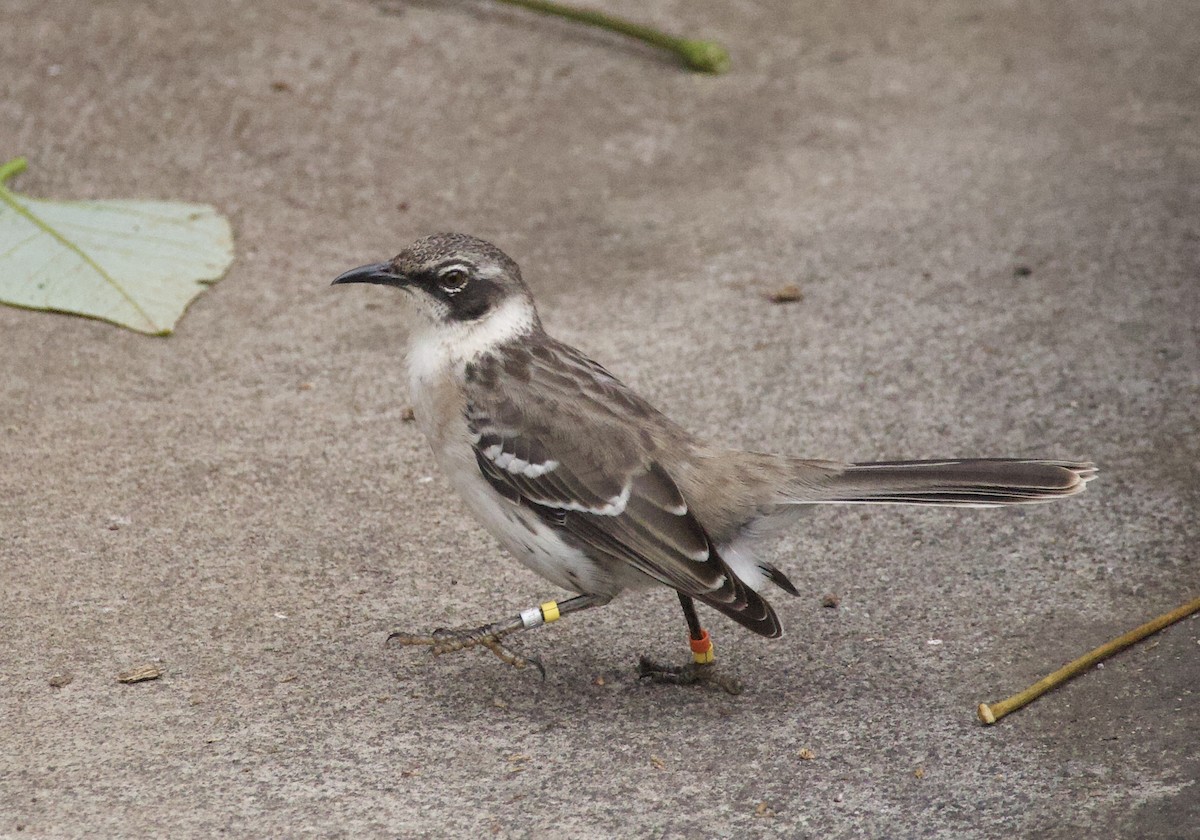 Galapagos Mockingbird - ML641416004