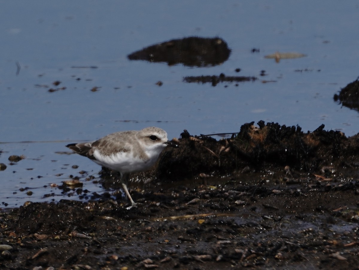 東方環頸鴴 - ML641416009