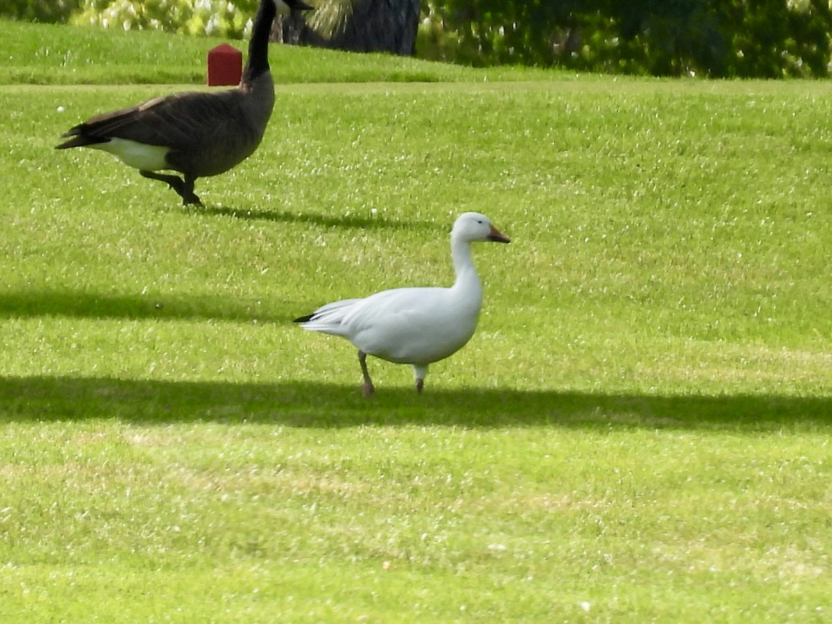 Snow Goose - ML641416015