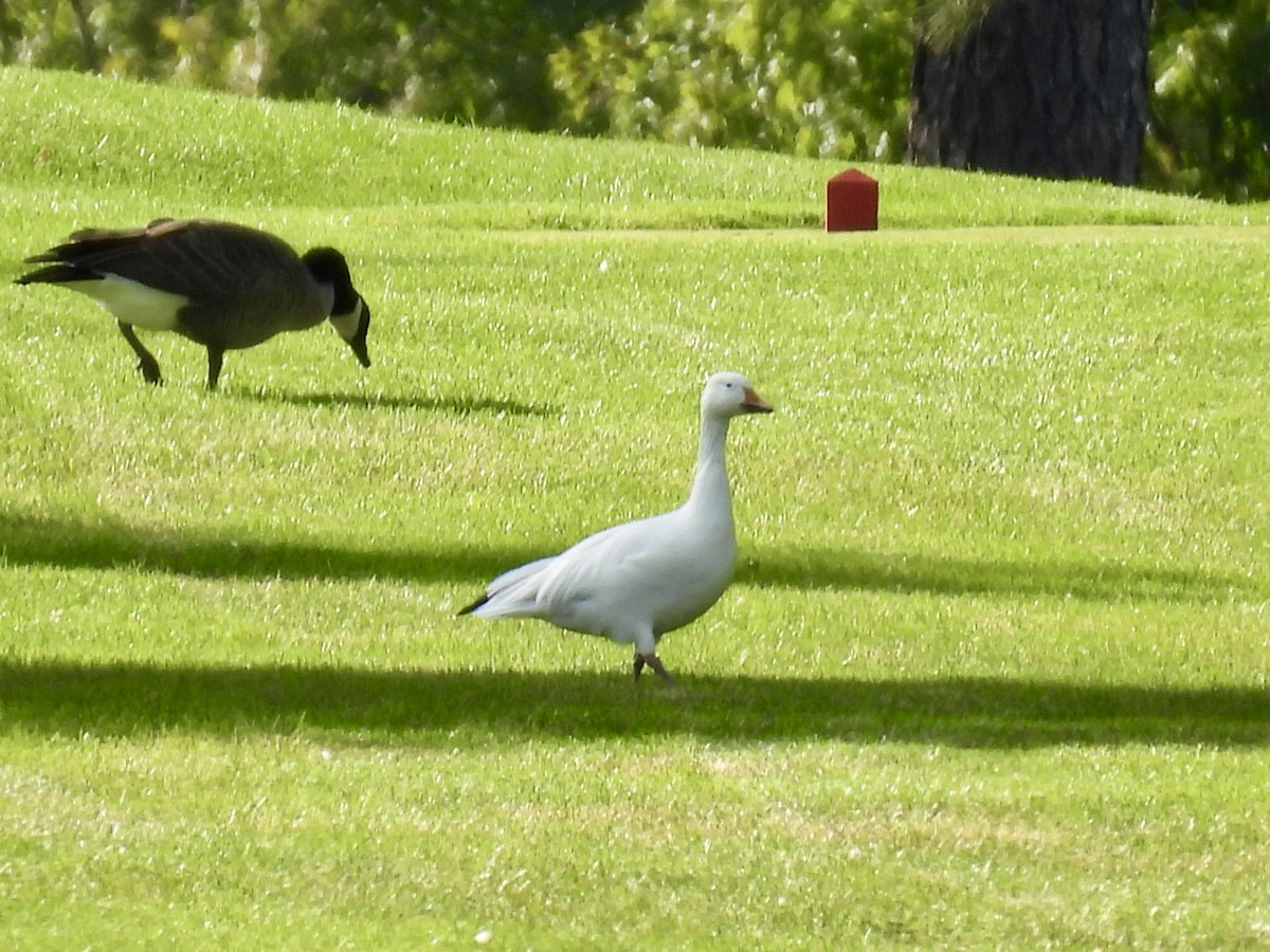 Snow Goose - ML641416016