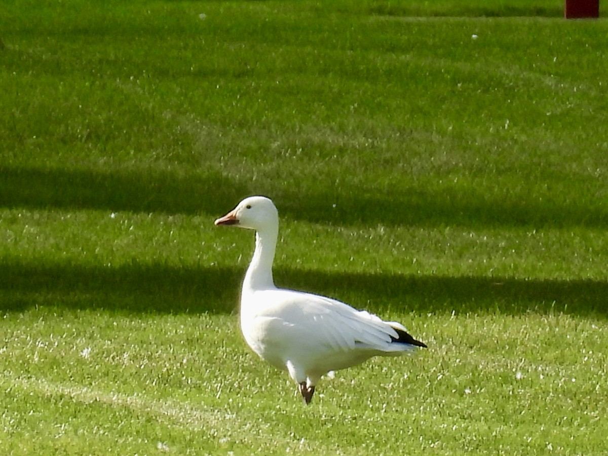 Snow Goose - ML641416017