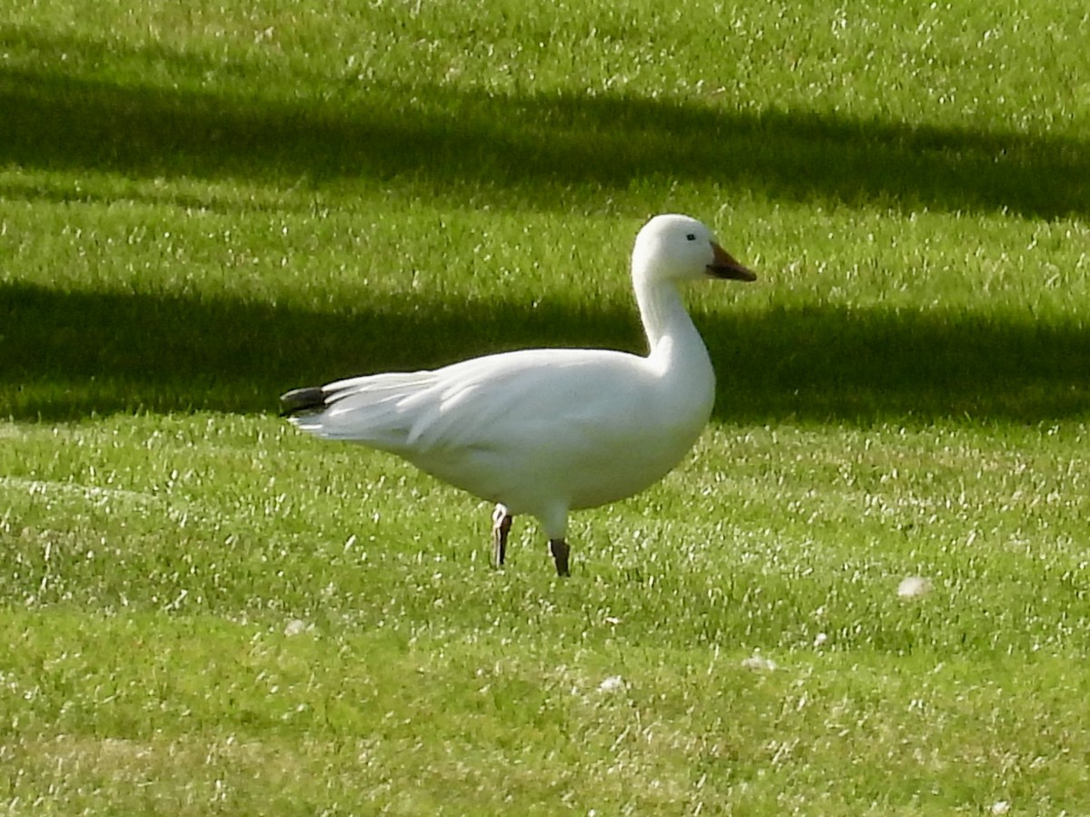 Snow Goose - ML641416018