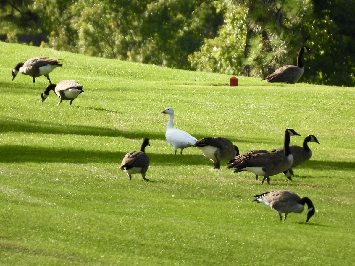 Snow Goose - ML641416019