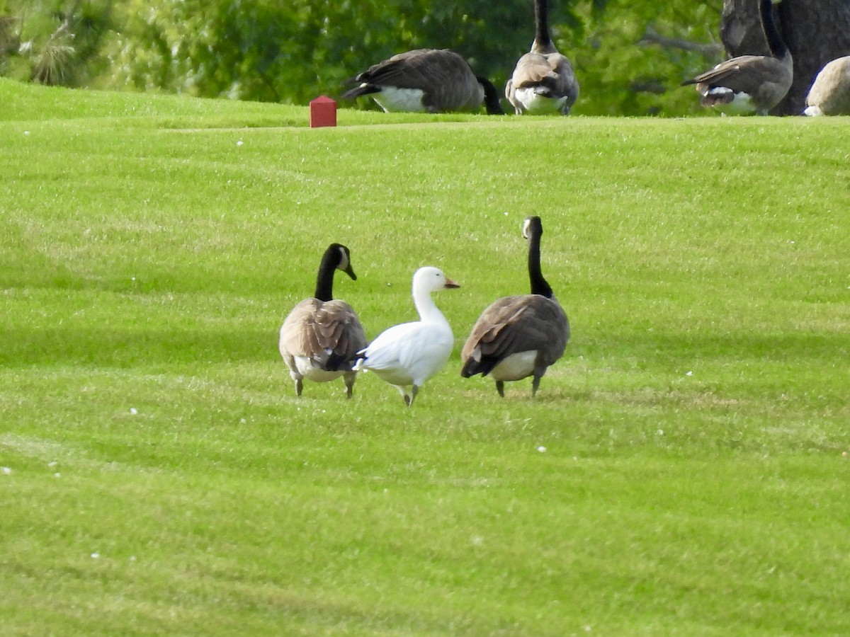 Snow Goose - ML641416020