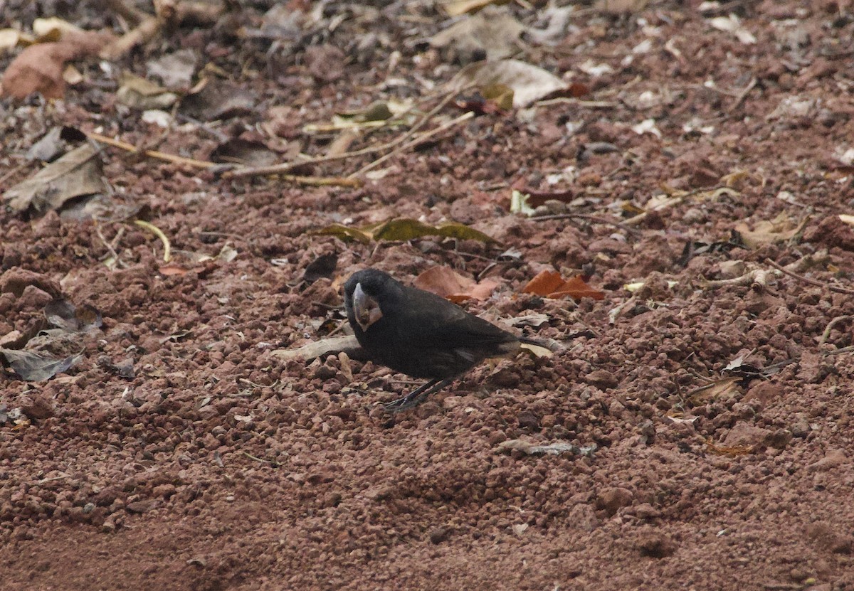 Large Ground-Finch - ML641416022