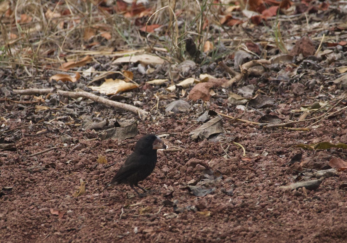Large Ground-Finch - ML641416023