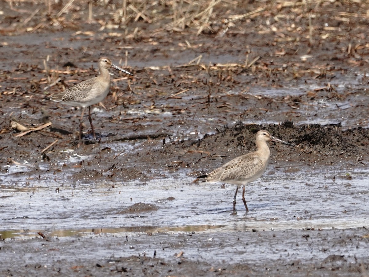 黑尾鷸 - ML641416025
