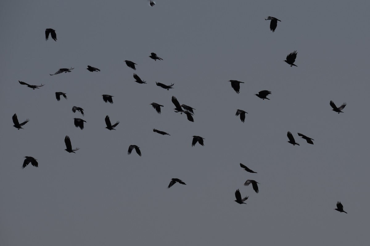 Red-billed Chough - ML641416028