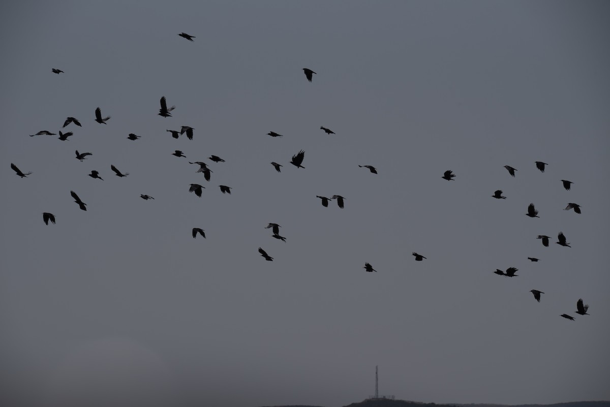 Red-billed Chough - ML641416029