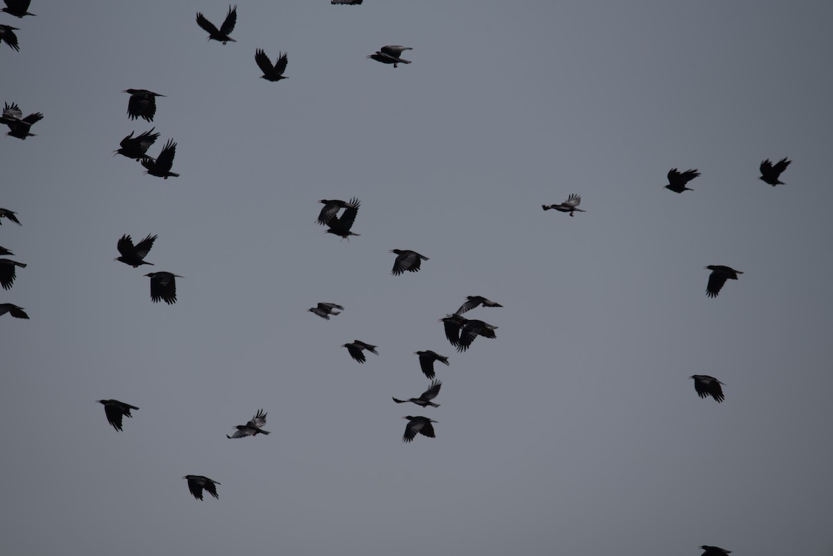 Red-billed Chough - ML641416030