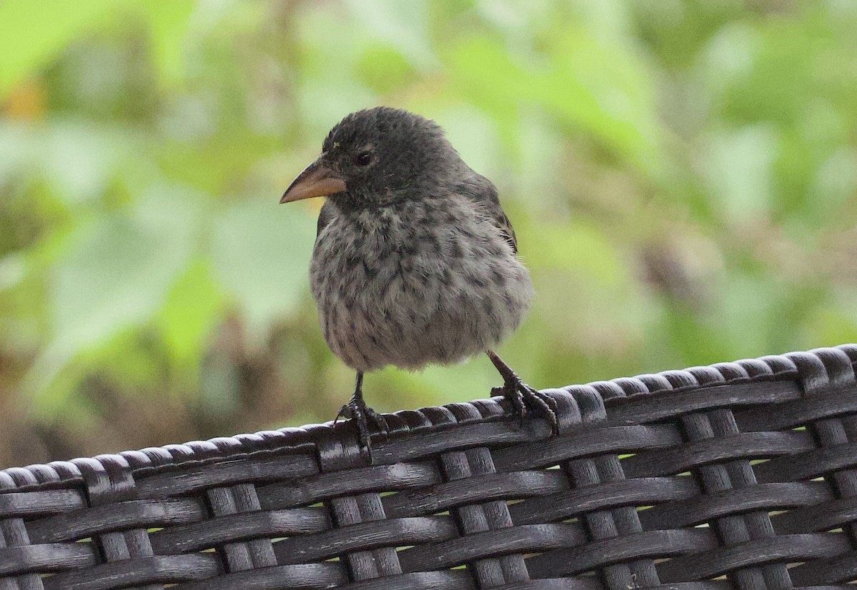 Common Cactus-Finch - ML641416033