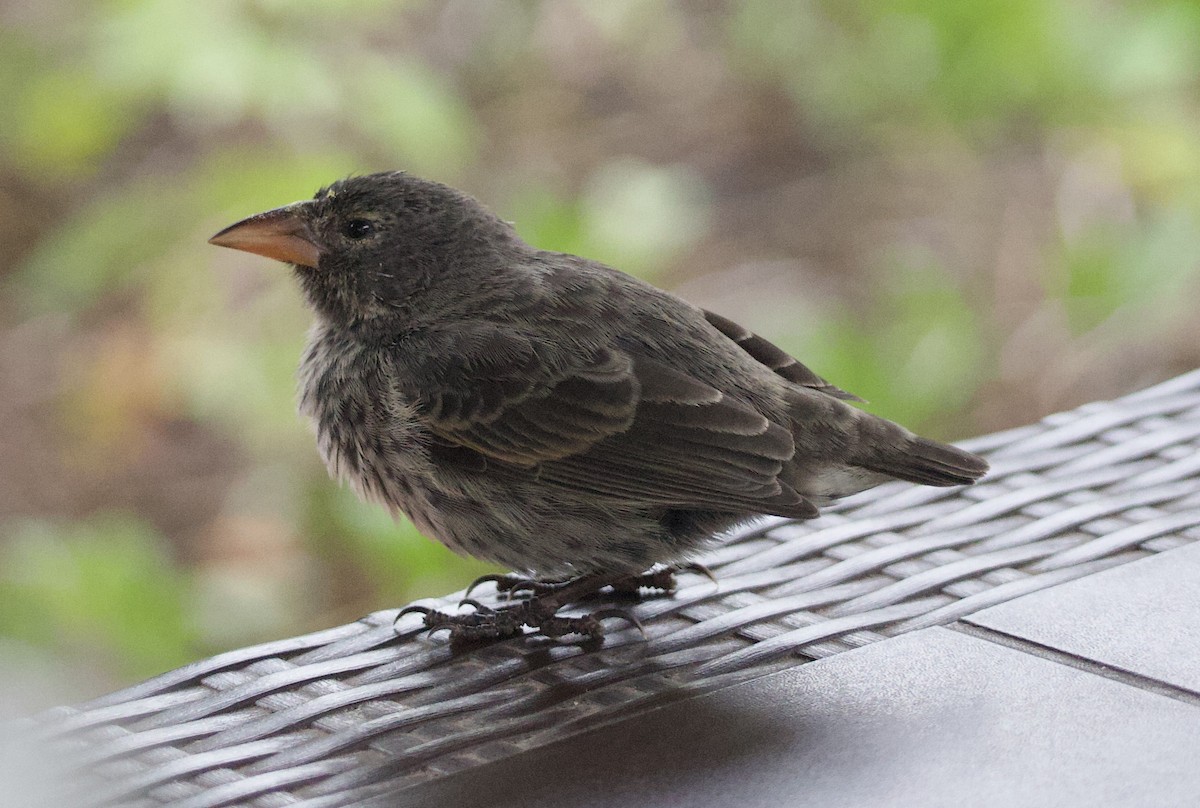 Common Cactus-Finch - ML641416034
