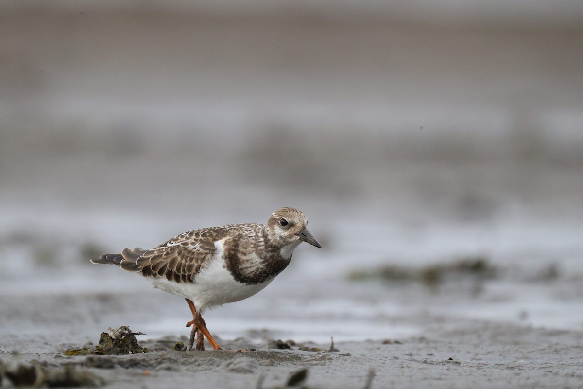 Ruddy Turnstone - ML641416041