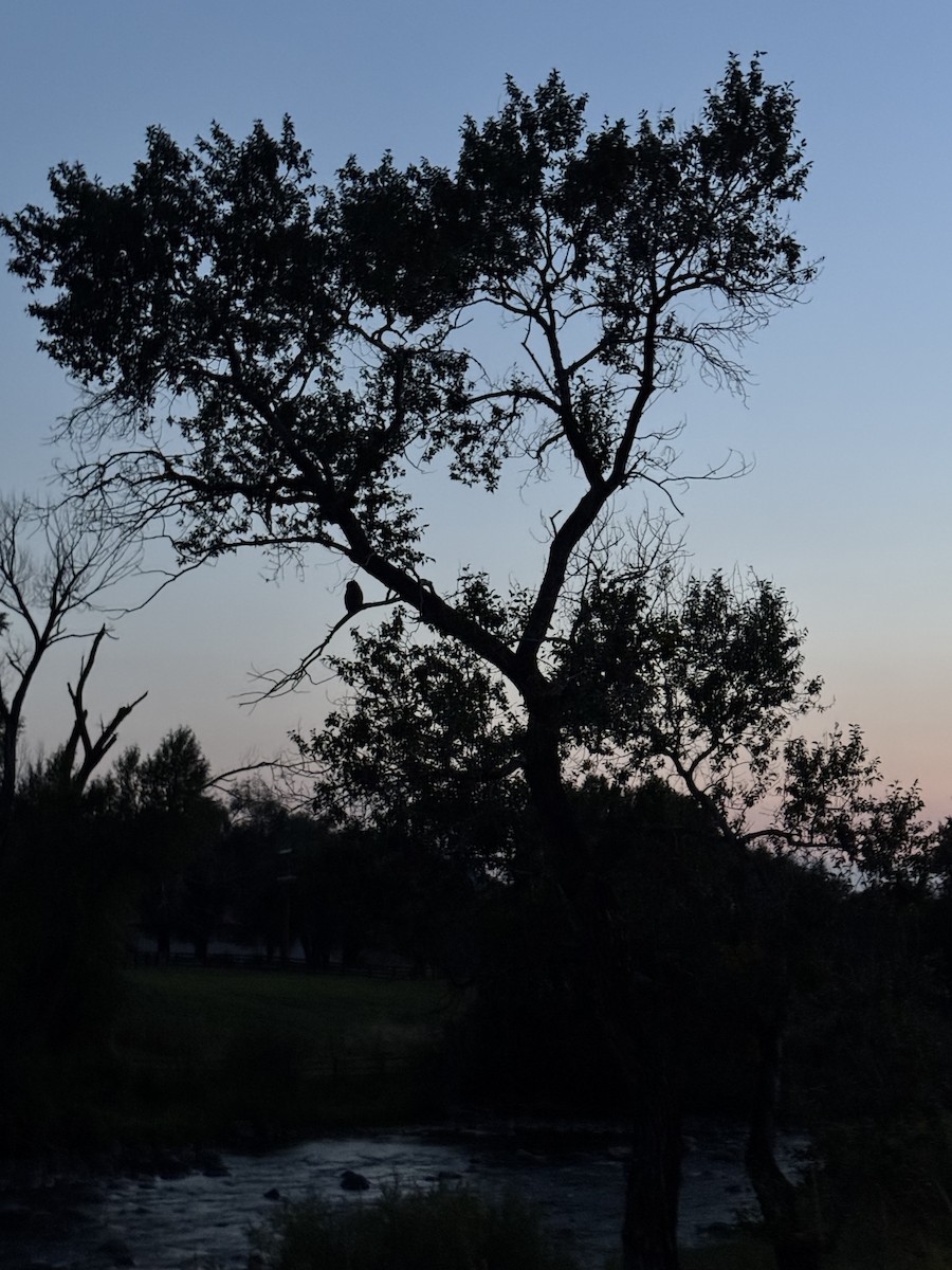 Great Horned Owl - ML641416055