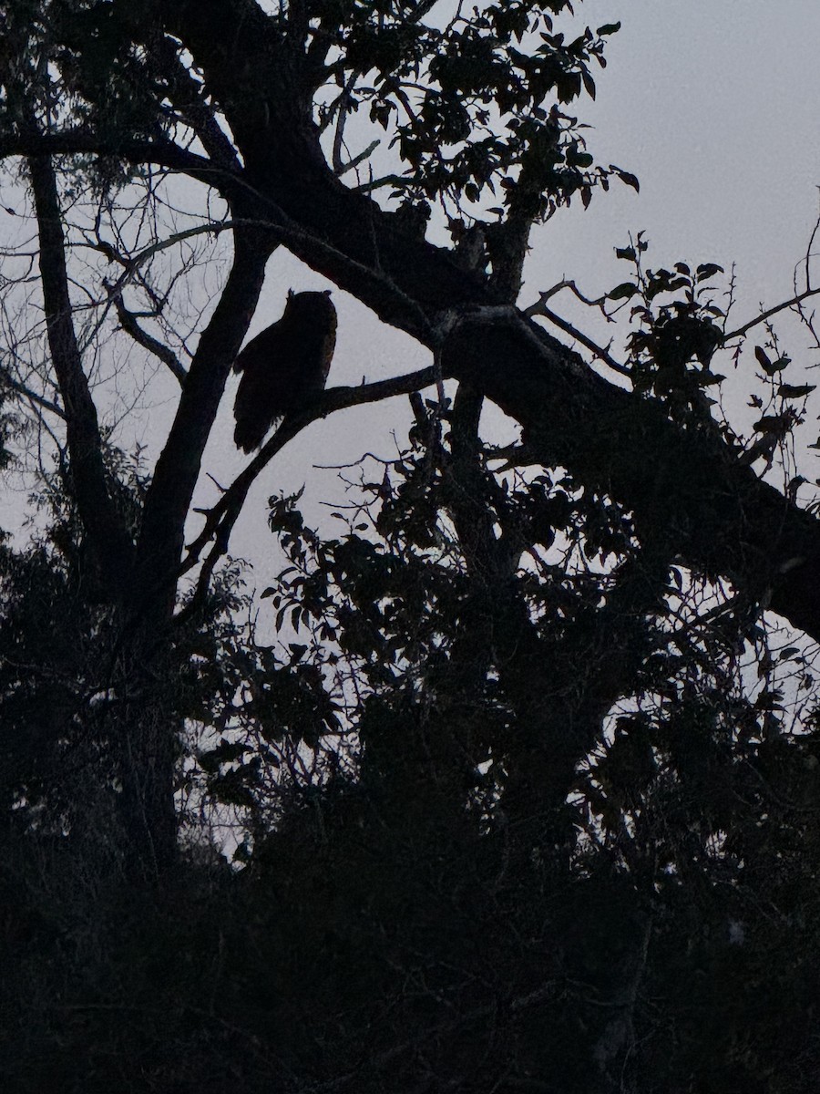 Great Horned Owl - ML641416056