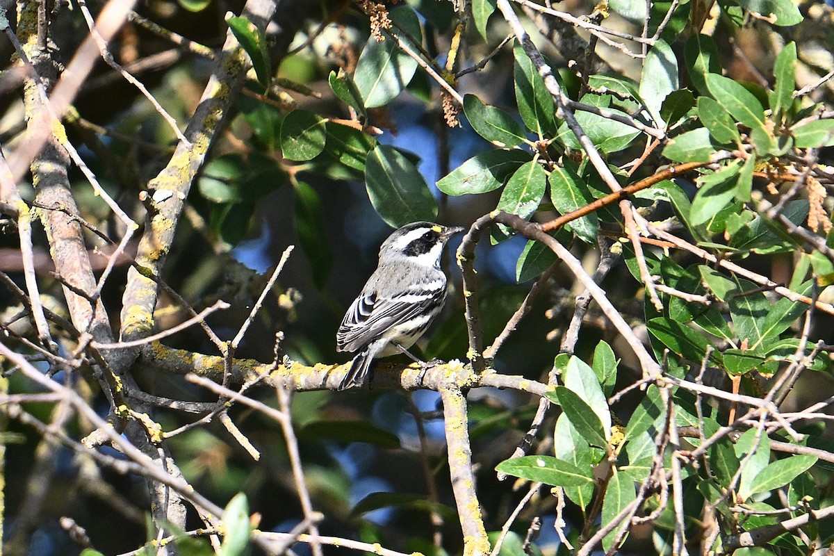 Black-throated Gray Warbler - ML641416082