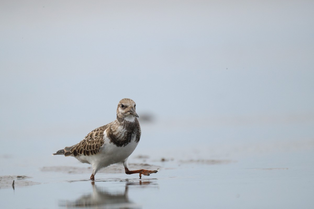 Ruddy Turnstone - ML641416095