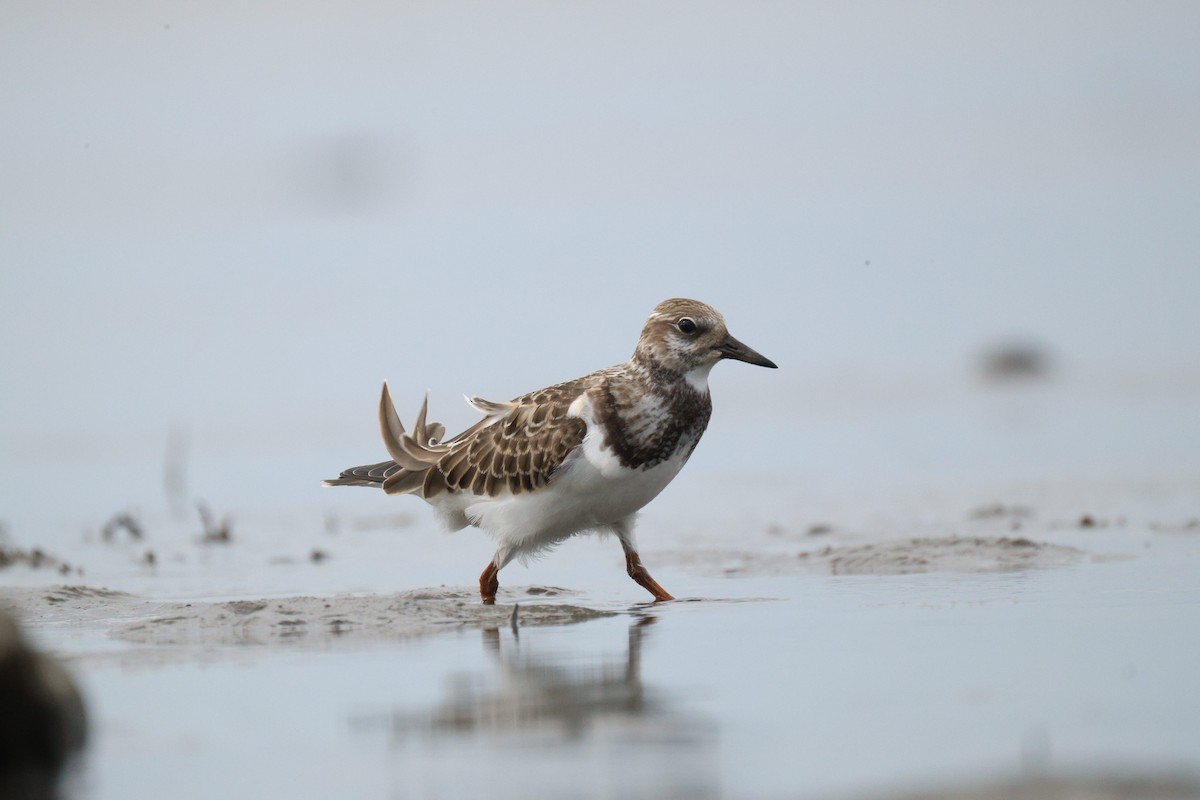 Ruddy Turnstone - ML641416096