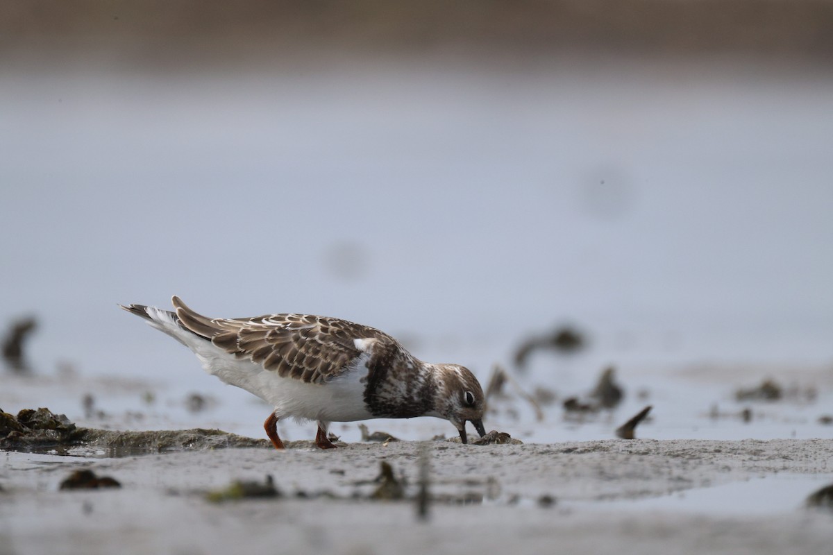 Ruddy Turnstone - ML641416097