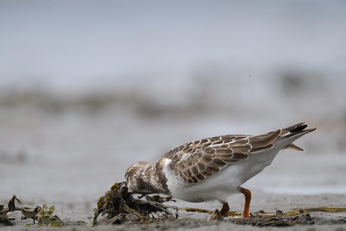 Ruddy Turnstone - ML641416098