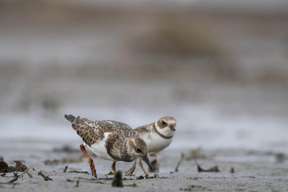 Ruddy Turnstone - ML641416099